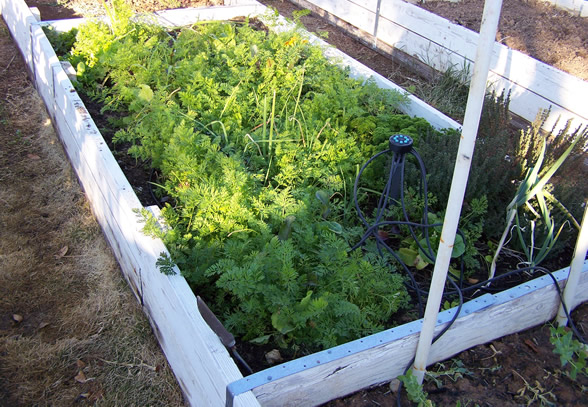 Raised Beds Garden – Salad Box » Phoenix Gardening – your desert garden ...